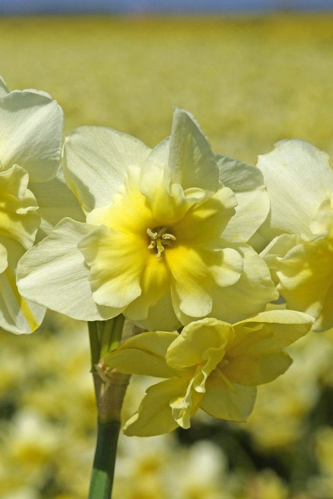 BULB, DAFFODILS TRISTAR 12/PK