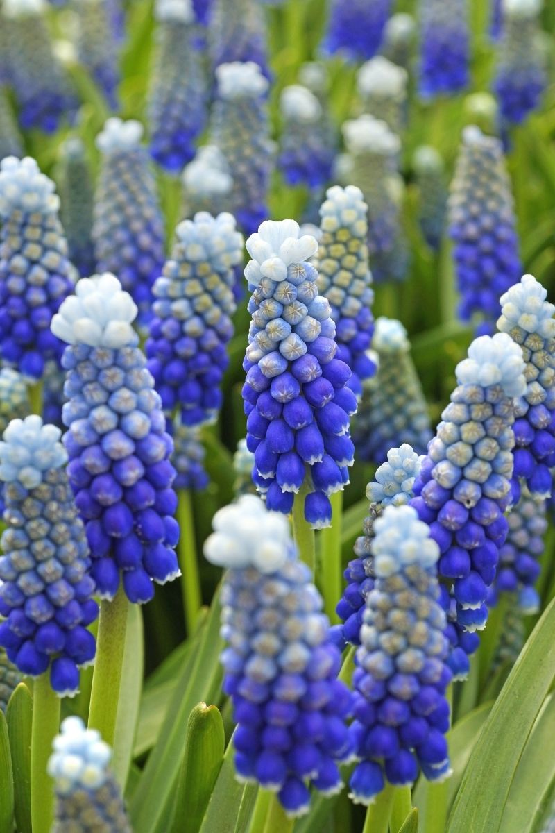 DeVroomen Muscari Helena Bulbs 10/Pack