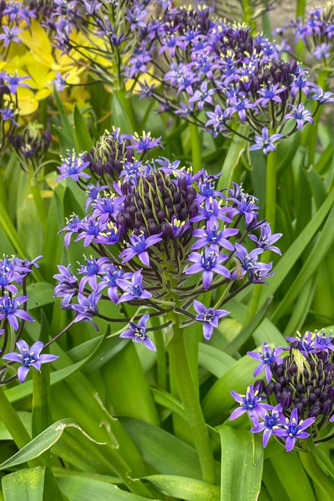 BULB, SCILLA PERUVIANA 2/PK