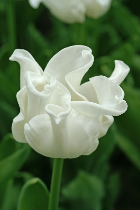 BULB TULIP WHITE LIBERSTAR 6PK