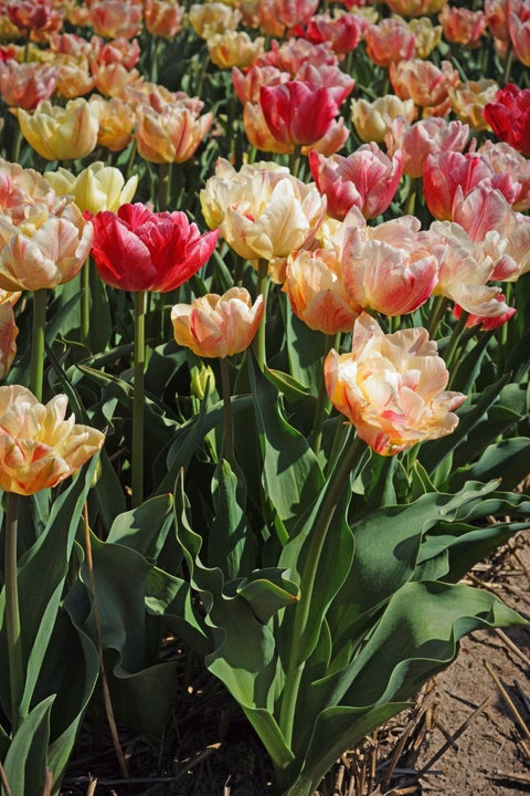 BULB TULIP PEPTALK 6/PK