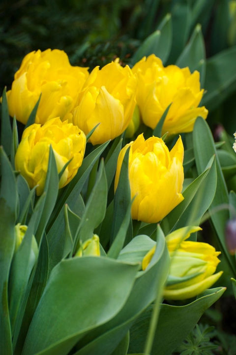 BULB, TULIPS LIMOUSINE 8/PK