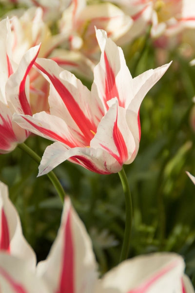 BULB TULIP MARILYN 8PK