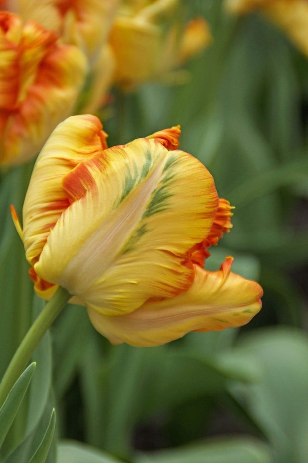 BULB TULIP PARROT KING 6/PK