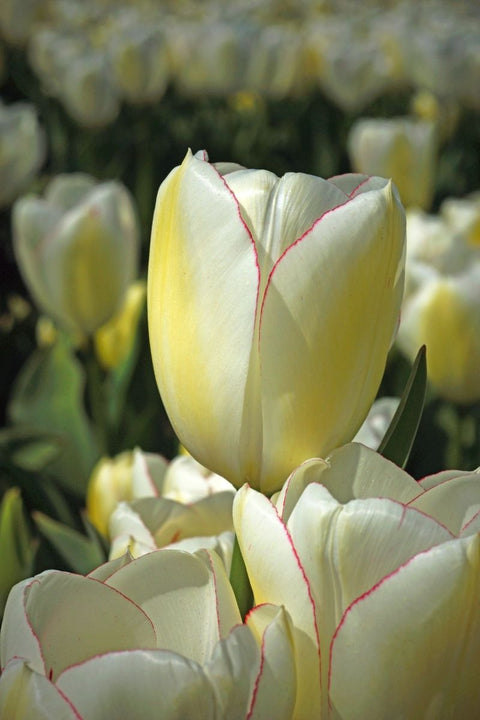 BULB TULIP DIAMOND JUBILEE