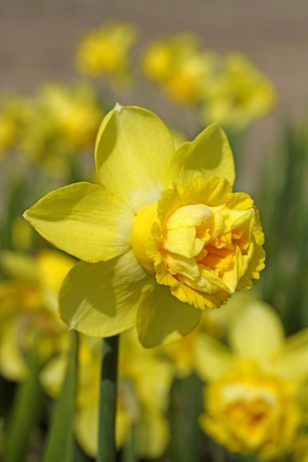 DeVroomen Daffodils Miniature Milena Bulbs 8/Pack