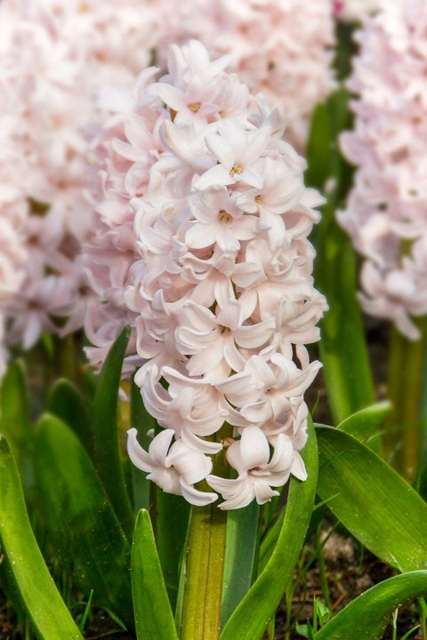 BULB HYACINTHUS CHINA PNK 5/PK