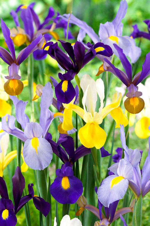 DeVroomen Iris Dutch Mixed Bulbs 20/Pack