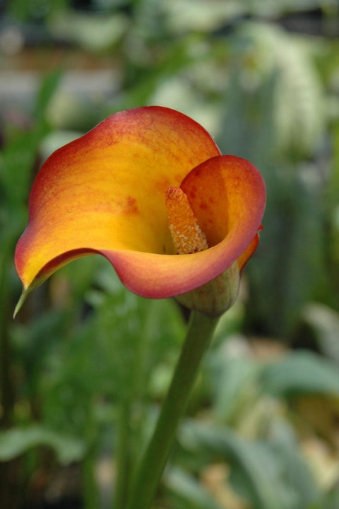 BULB CALLA FLAME