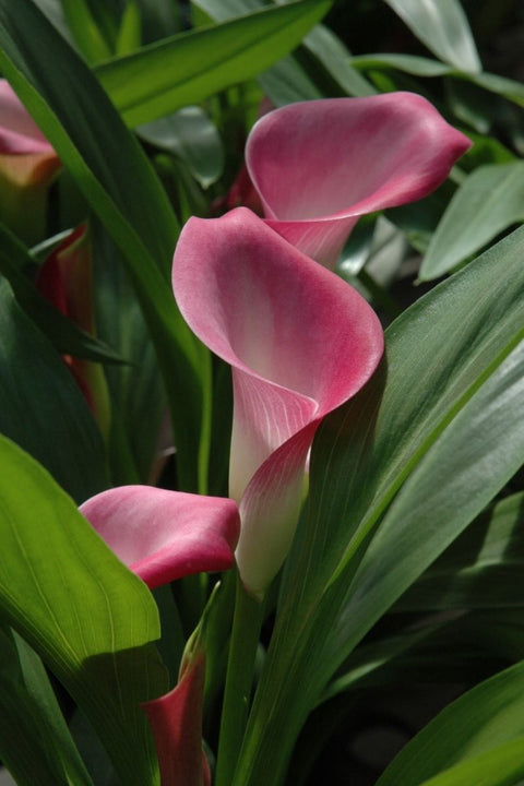 BULB CALLA GARNET GLOW