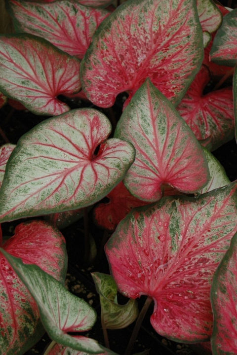 BULB CALADIUM CAROLYN WHORTON