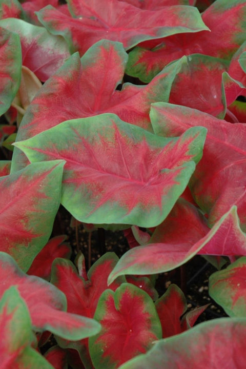 BULB CALADIUM FRIEDA HEMPLE