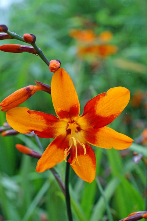 BULB CROCOSMIA EMILY MCKENZIE