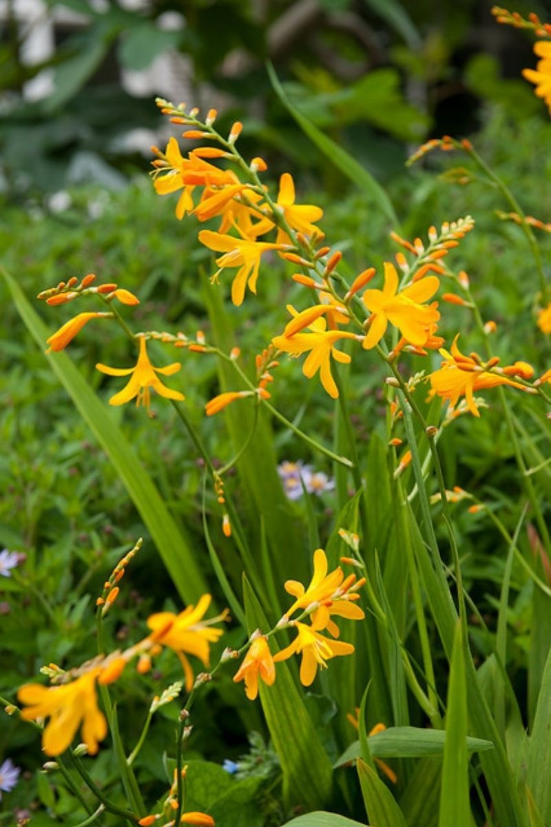 DeVroomen Crocosmia Sunglow 8/pk