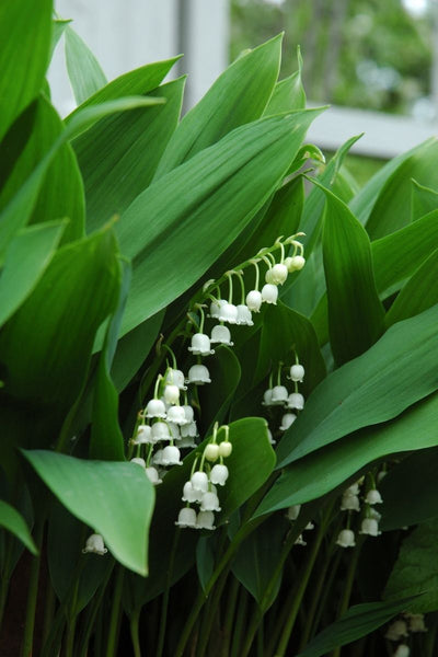 DeVroomen Convallari Lily of the Valley 10/pk