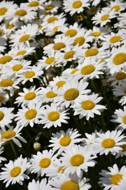 Shasta Daisy, Becky