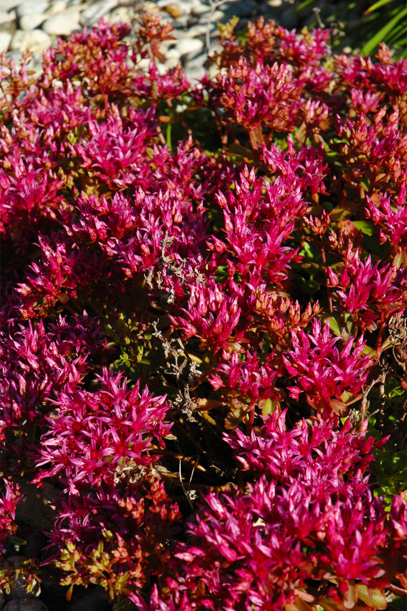 Sedum, Dragon's Blood