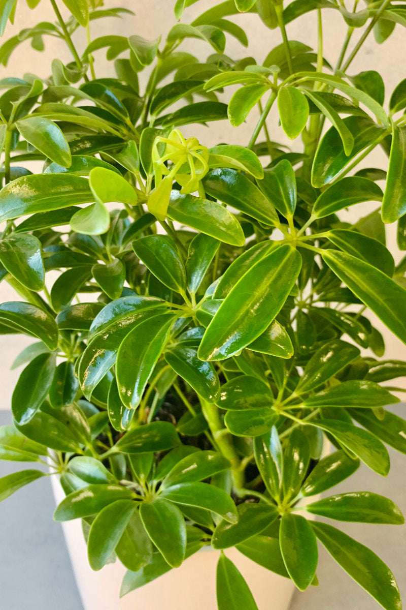 Schefflera, Arboricola 6"