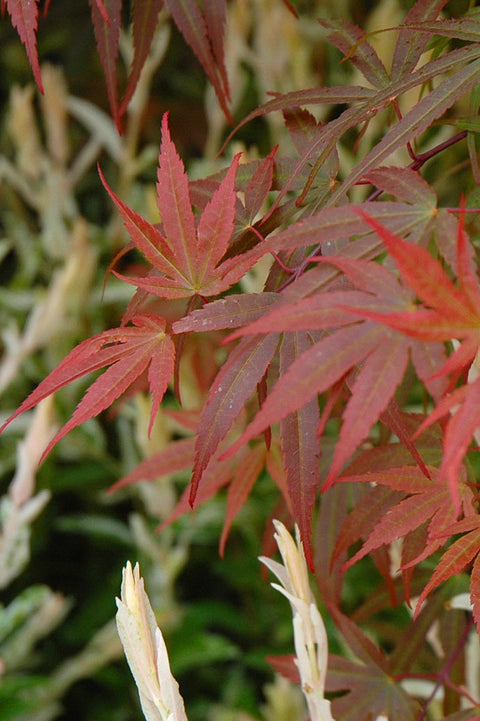 Maple, Japanese Red Pygmy