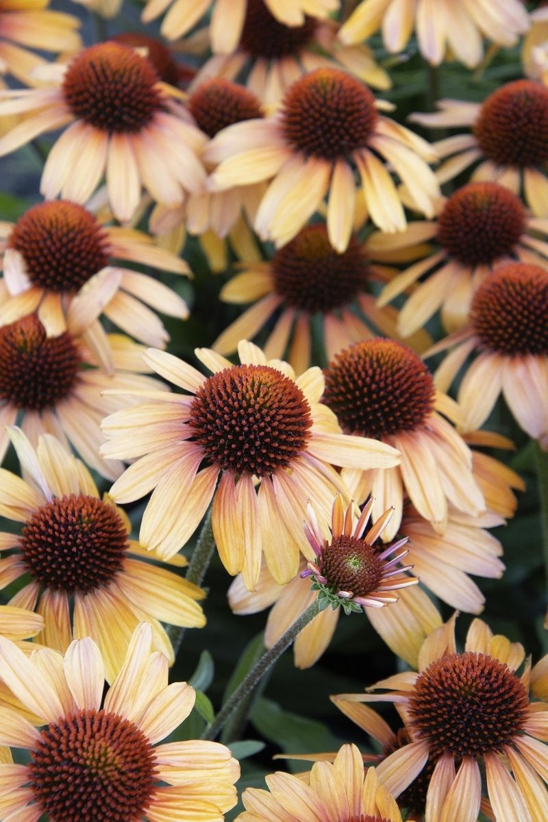Coneflower, Tiger Eye