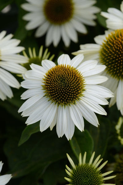 Coneflower, Sombrero Blanc