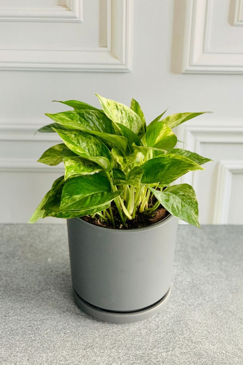 Pothos, Marble Queen 6"