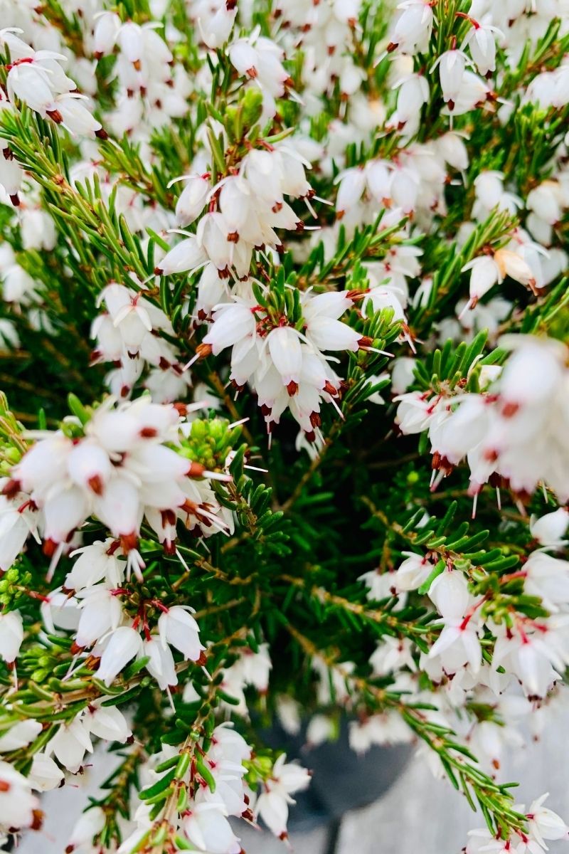 Heather, Calluna Wht