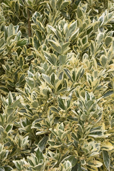 Silver King Euonymus  Cone Top