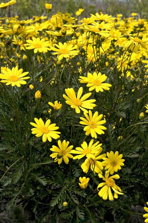 Euryops Pect Viridis