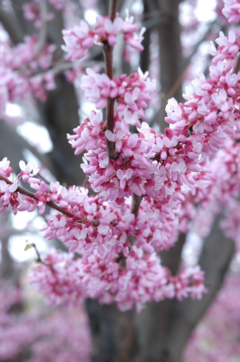 Redbud, Eastern