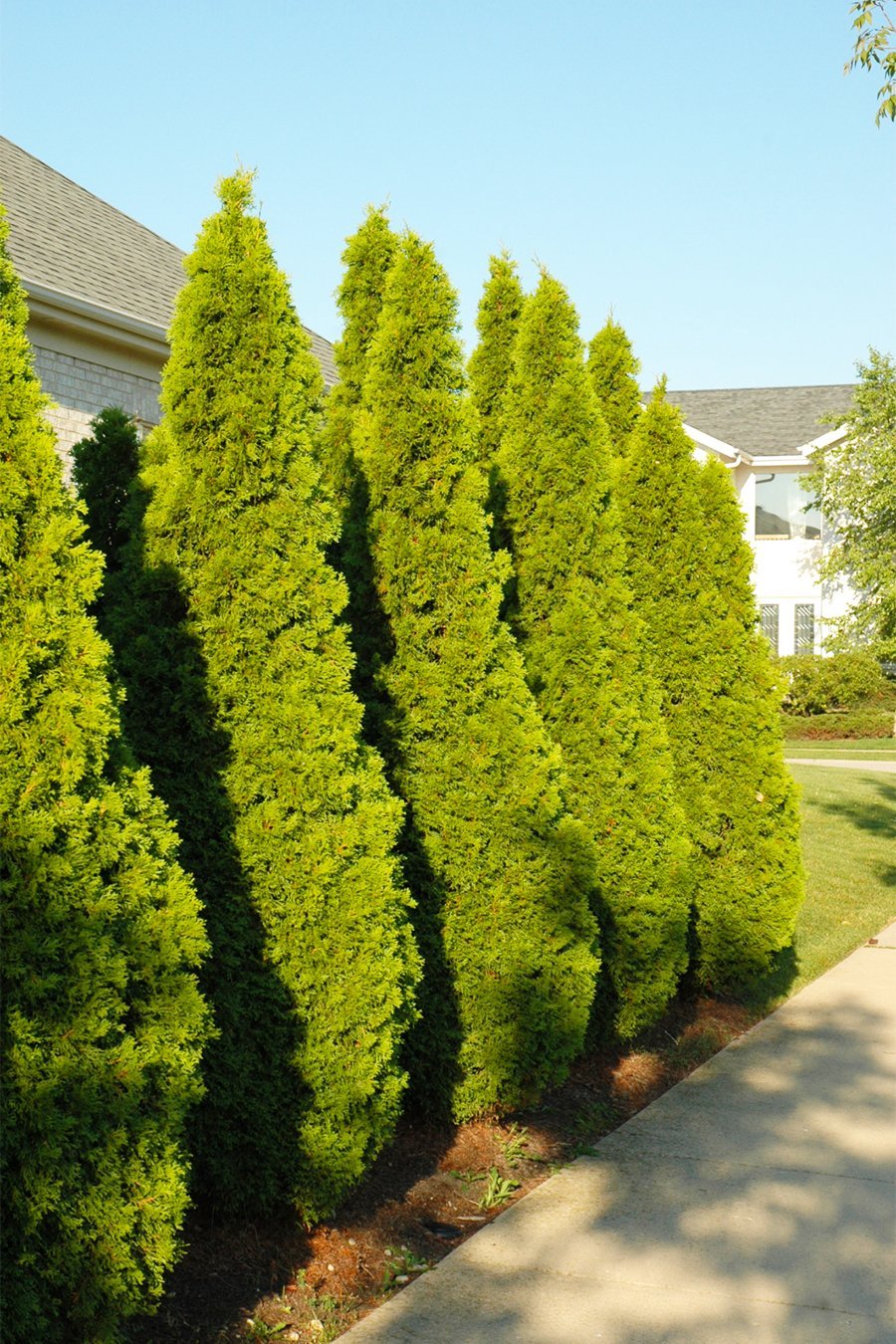 コレクション Suburbia suite : evergreen review 64615099.jpg