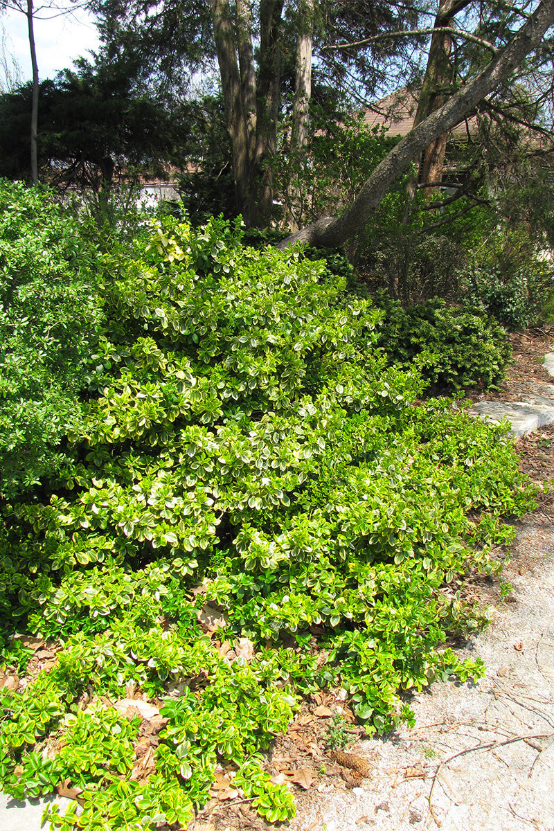 Euonymus, Emerald N Gold