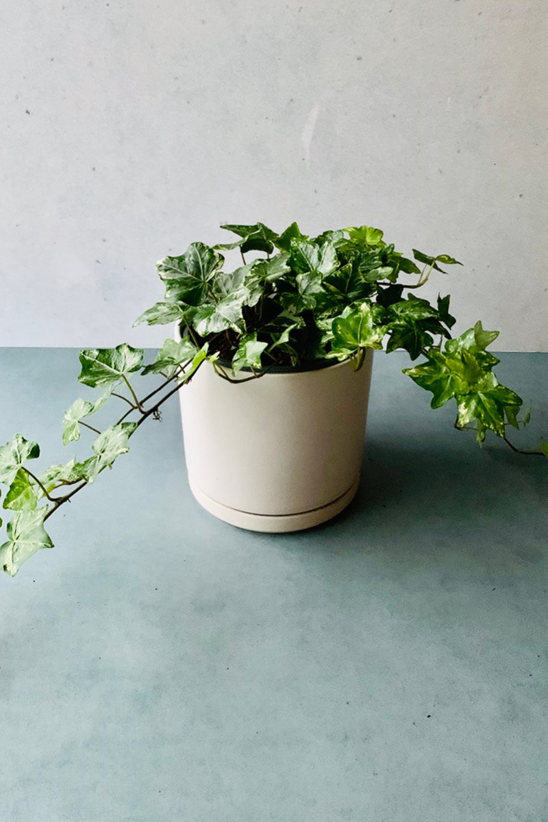 Ivy, English Variegated 6"