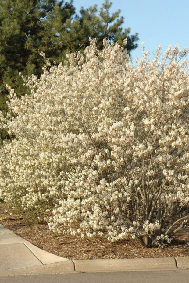 Shadblow, Serviceberry