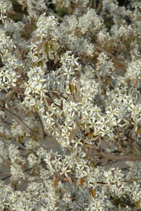 Shadblow, Serviceberry