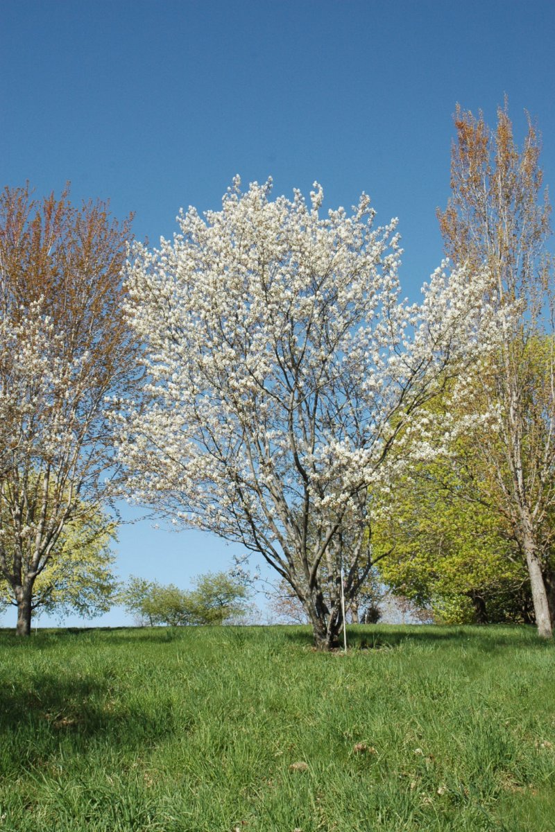 Serviceberry, Prnc Diana