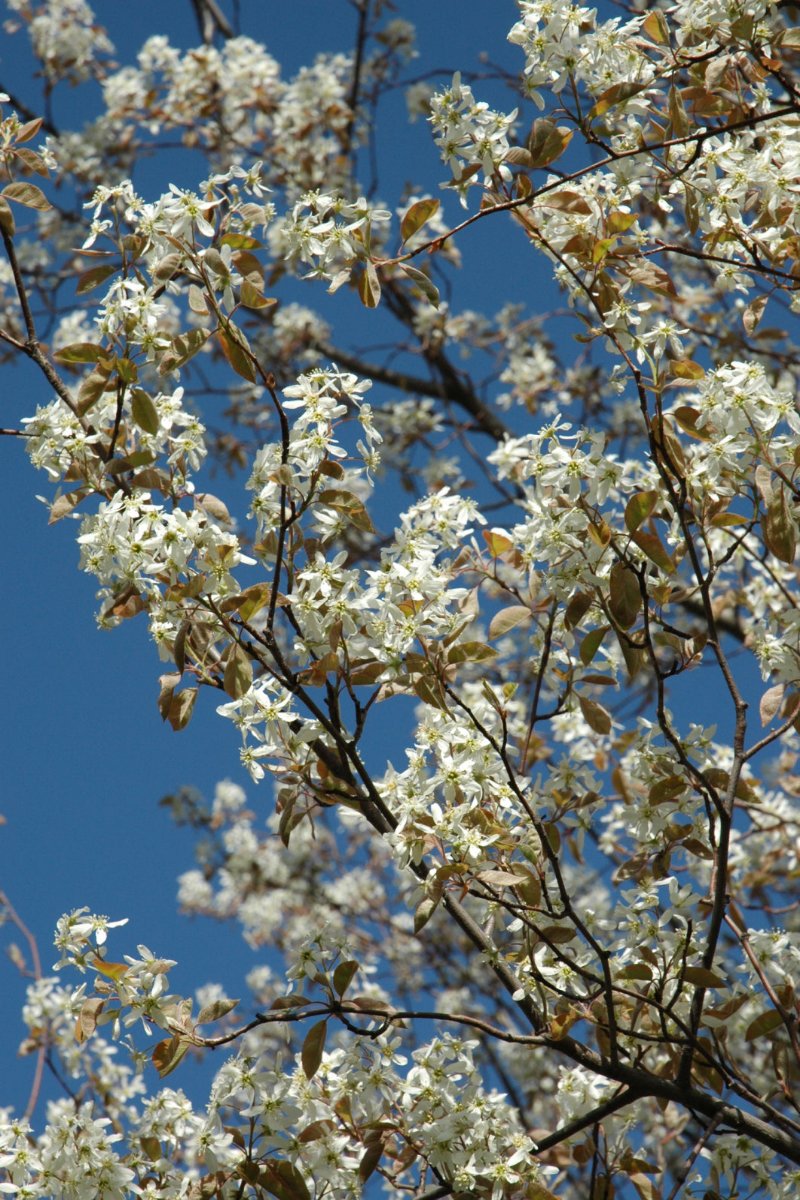 Serviceberry, Prnc Diana