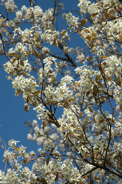 Serviceberry, Princess Diana