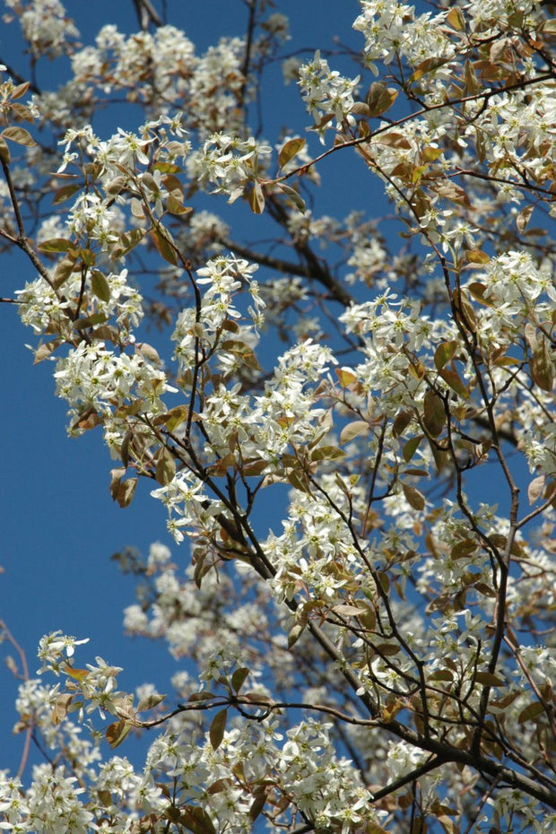 Serviceberry, Princess Diana