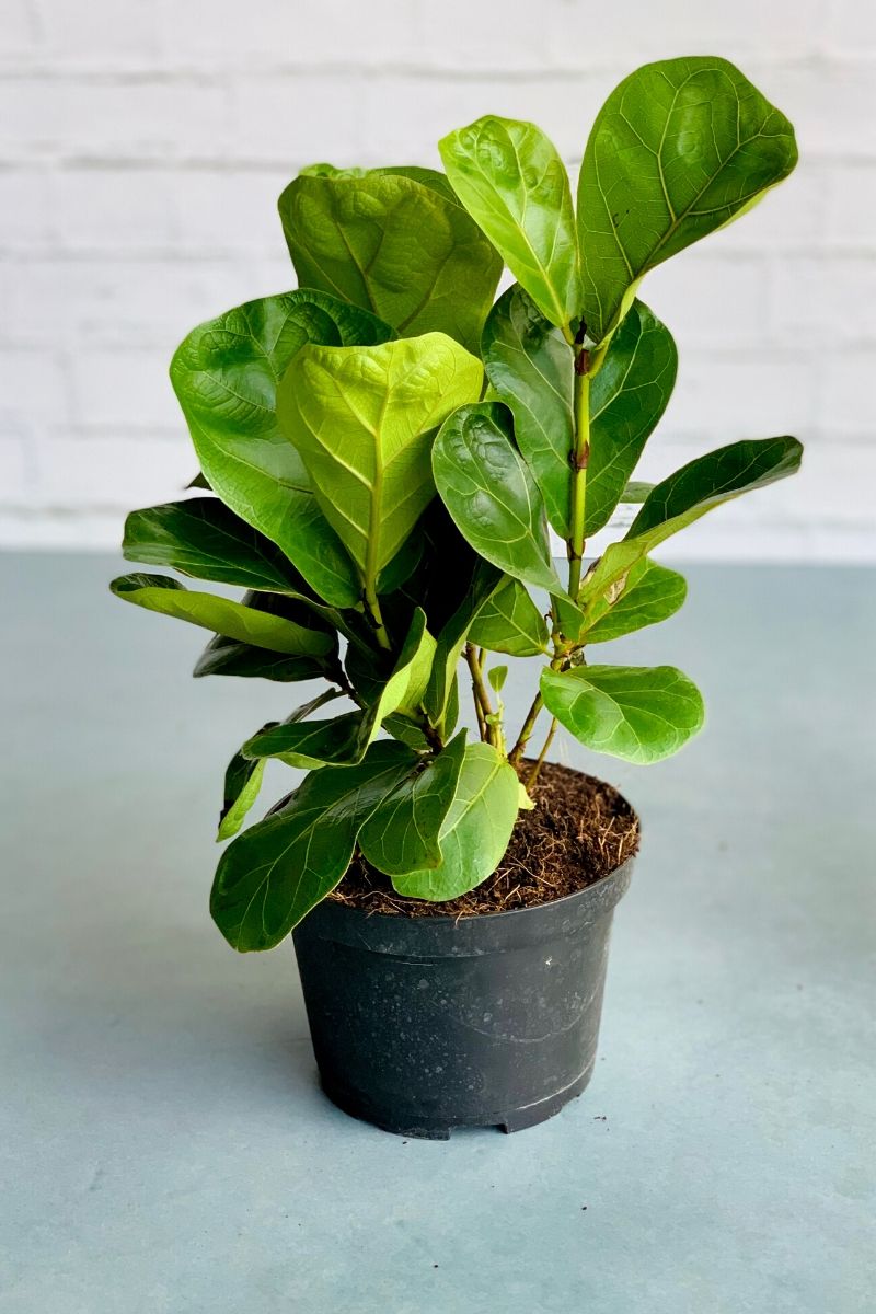 Ficus, Fiddleleaf Fig Lyrata Bush 6"