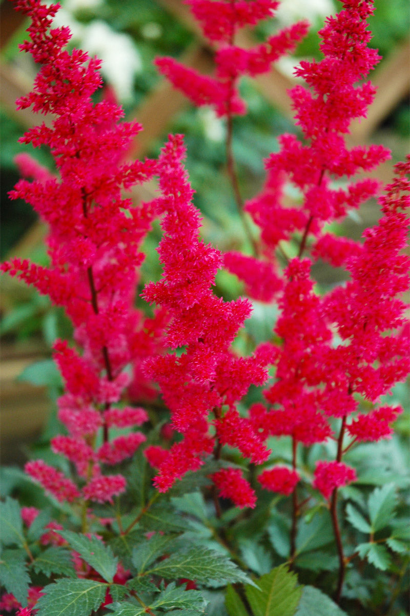 Astilbe, Fanal