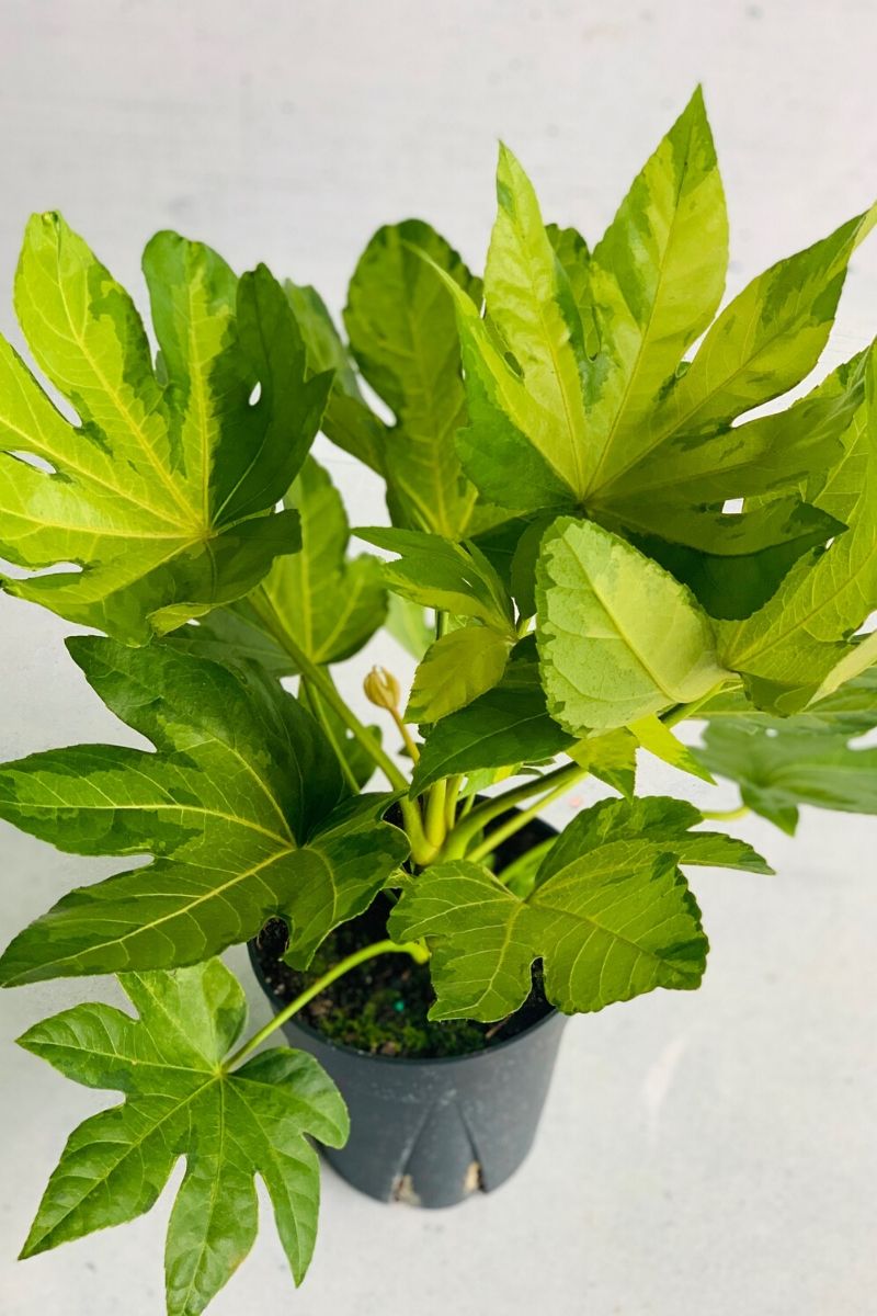 Fatsia Japanese Camouflage