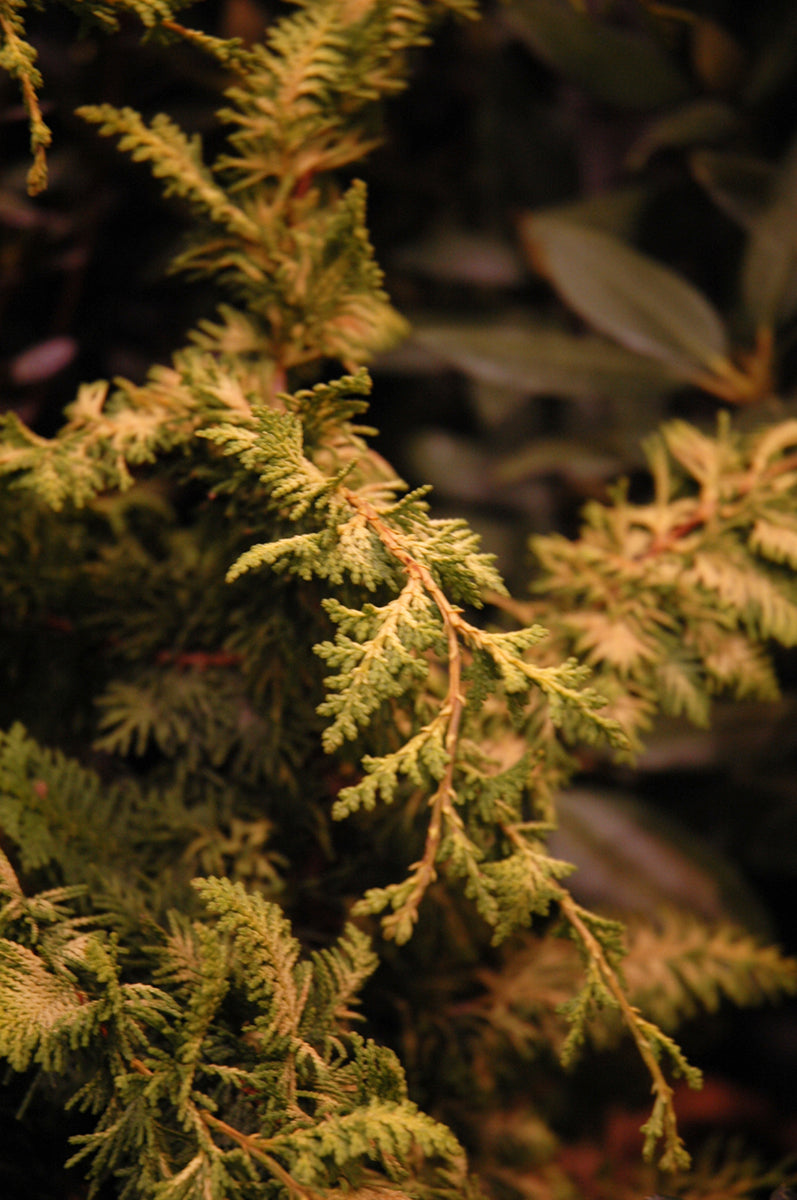 Falsecypress, Fernspray Gold
