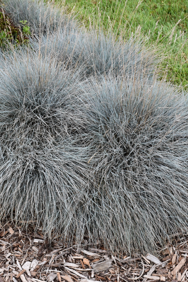 Grass, Fescue- Elijah Blue