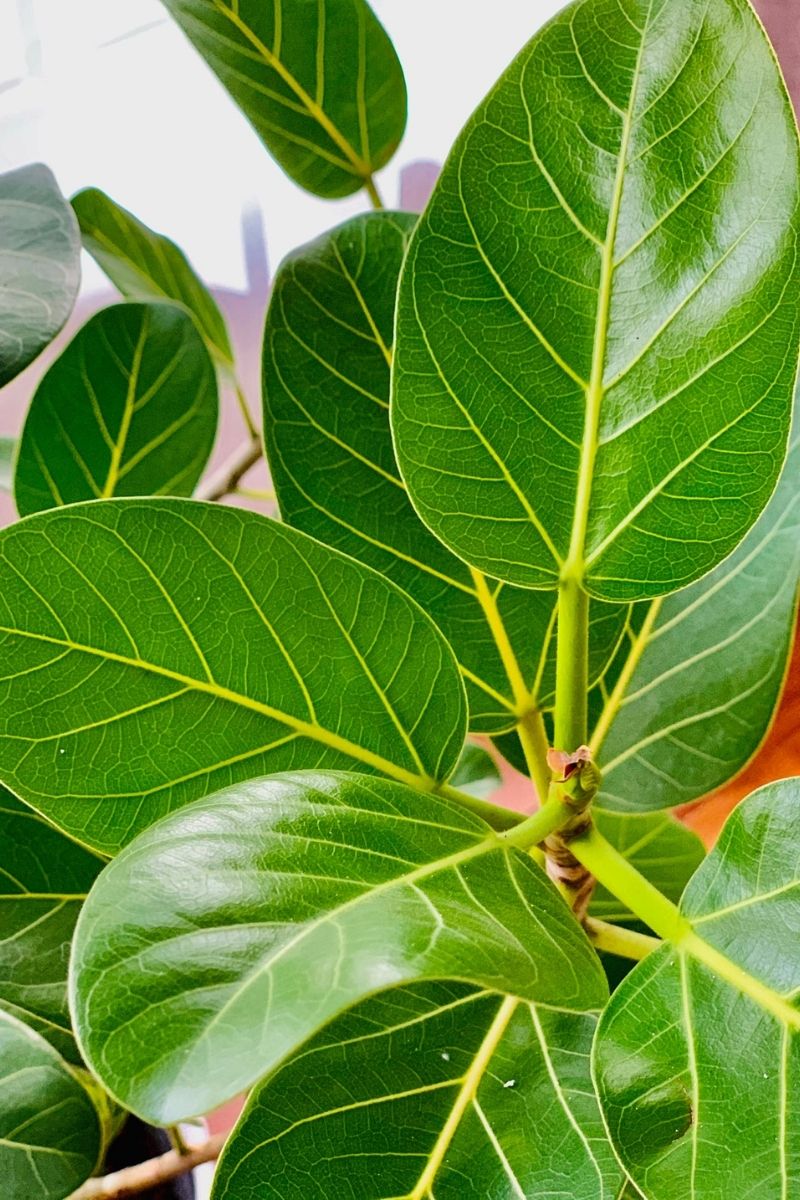 vigoro ficus audrey Ficus, Audrey 6" – Chalet