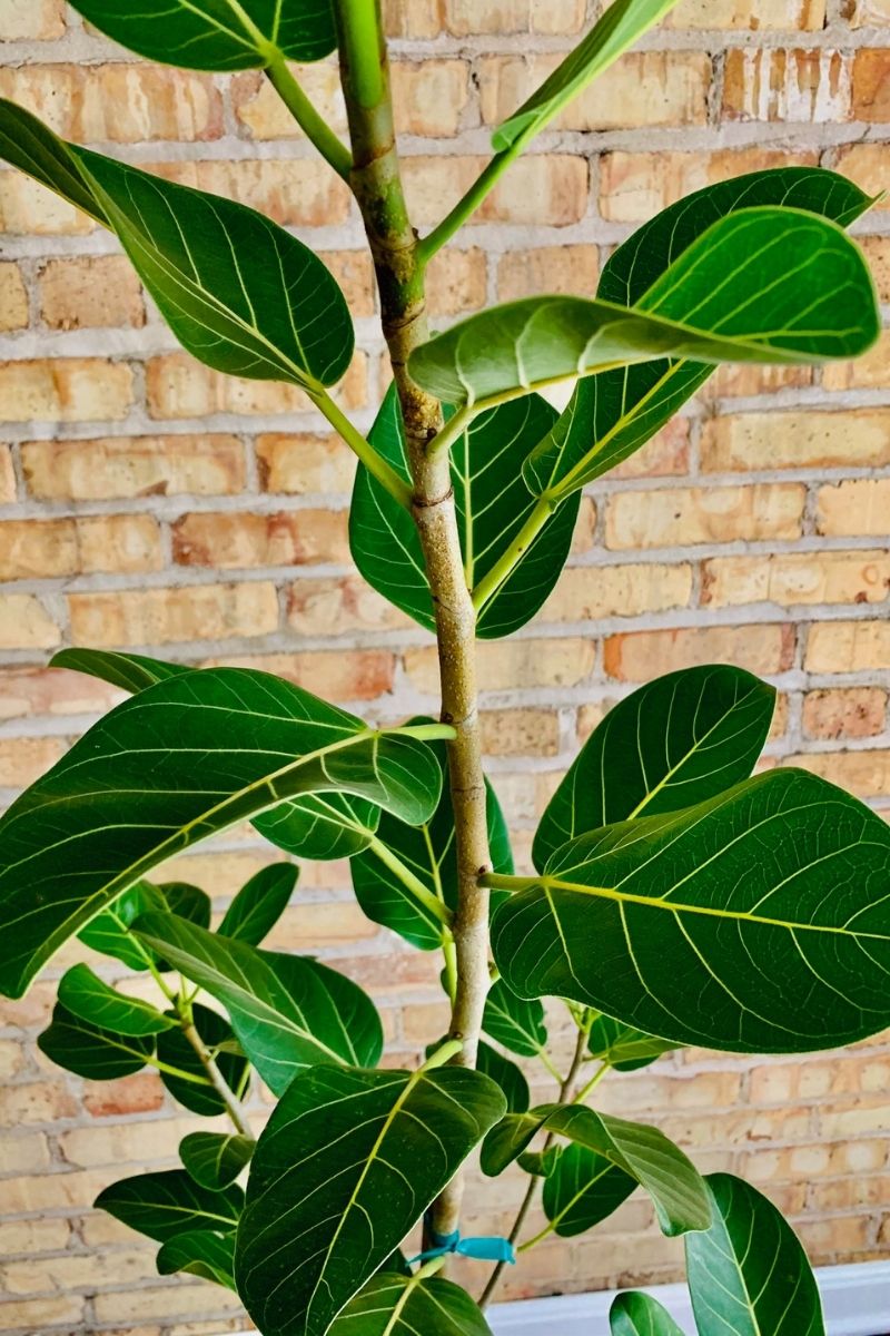 Ficus, Audrey 10"