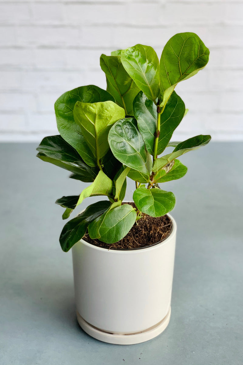 Ficus, (Lyrata) Fiddle Leaf Fig Bush 6"
