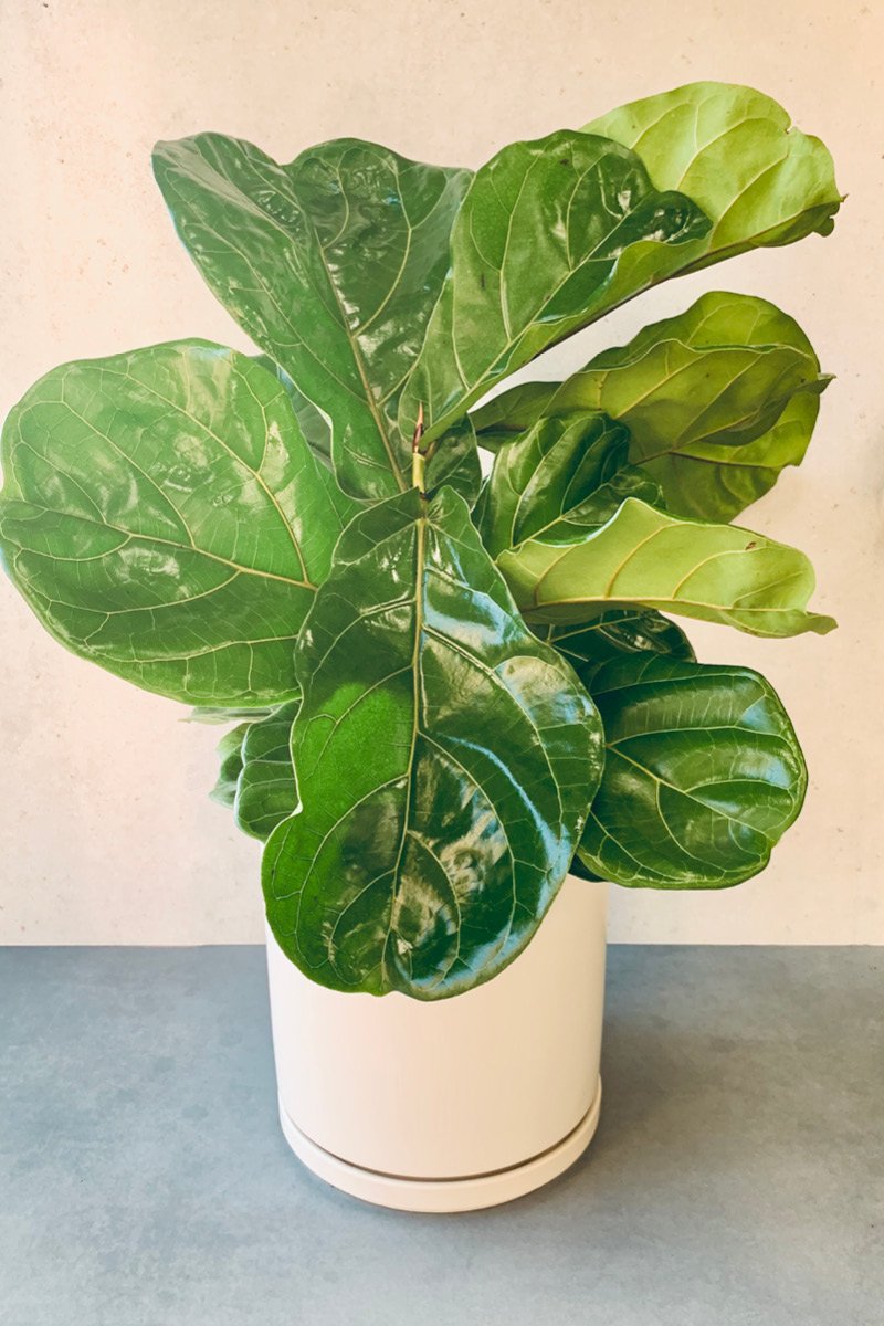 Ficus, FiddleLeaf Fig 8" Bush