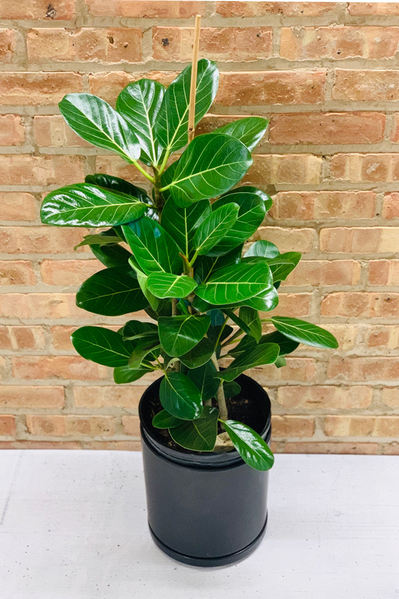 Ficus, Audrey Bush 2 PPP 10"