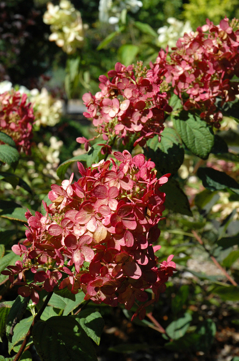 Hydrangea, Panicle Fire Light